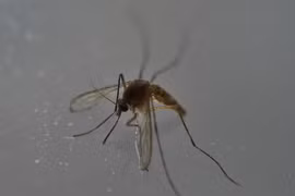 Muỗi - vật trung gian lây truyền virus Zika. (Ảnh: AFP/TTXVN)