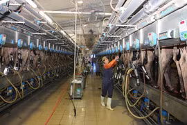 Vận hành dây chuyền vắt sữa của Công ty Cổ phần Thực phẩm Sữa TH True Milk. (Ảnh: Đình Huệ/TTXVN)