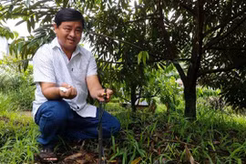 7ha đất trồng sầu riêng của anh Nguyễn Văn Bé Ba đều được đầu tư hệ thống tưới tự đồng, giúp tiết kiệm nhân công, thời gian, chi phí. (Ảnh: Thu Hiền/TTXVN)