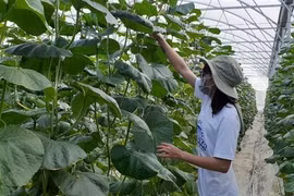 Mô hình trồng dưa lưới ứng dụng công nghệ cao nhà màng tại xã Long Tân, huyện Đất Đỏ. (Ảnh: Hoàng Nhị/TTXVN)