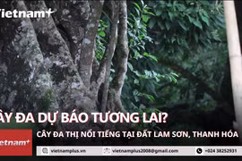 Điềm báo từ cây Đa-Thị 400 năm tuổi trong thành cổ Lam Kinh 