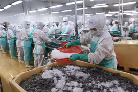 Dây chuyền chế biến tôm xuất khẩu. (Ảnh: Vũ Sinh/TTXVN)