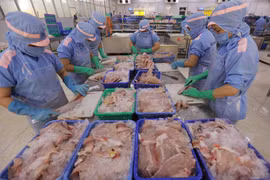 Chế biến cá tra philê xuất khẩu ở nhà máy của Công ty Cổ phần Xuất nhập khẩu Cửu Long An Giang. (Ảnh: Vũ Sinh/TTXVN)
