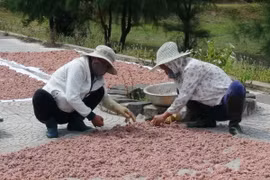 (Ảnh minh họa: Thanh Thủy/TTXVN)