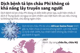 Dịch bệnh tả lợn châu Phi không có khả năng lây truyền sang người