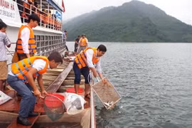 Thả hơn 60.000 con cá giống bổ sung nguồn lợi thủy sản hồ Hòa Bình. (Ảnh: Thanh Hải/TTXVN)