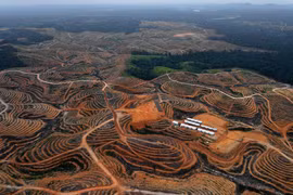 Trong ảnh (tư liệu): Quang cảnh vùng East Kotawaringin, tỉnh Kalimantan, Indonesia. (Nguồn: AFP/TTXVN)