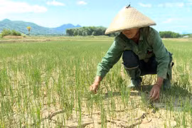 Ảnh minh họa. (Nguồn: TTXVN)