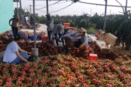 Cơ sở thu mua thanh long tại xã An Lục Long, huyện Châu Thành, Long An. (Ảnh: Thanh Bình/TTXVN)