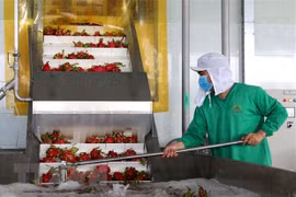Thanh long được sơ chế để chế biến thành sản phẩm sấy dẻo ở nhà máy Nafood (huyện Đức Hòa, Long An). (Ảnh: Bùi Giang/TTXVN)