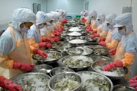 Chế biến tôm đông lạnh xuất khẩu tại Công ty TNHH Thông Thuận, tỉnh Ninh Thuận. (Nguồn: TTXVN)