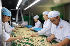 Công nhân chế biến hạt điều tại công ty Phúc An. (Ảnh: K GỬIH/TTXVN)
