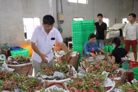 Quả thanh long xuất khẩu. (Ảnh: Bùi Giang-TTXVN)