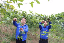 Anh Giàng A Nủ (bên trái) thành công với mô hình trồng chanh leo năm 2023 cho thu nhập gần 150 triệu đồng ở bản Dền Thàng B, xã biên giới Dào San, huyện Phong Thổ, tỉnh Lai Châu. (Ảnh: Nguyễn Oanh/TTXVN)