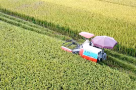 Hoạt động thu hoạch lúa mùa bằng máy gặt đập liên hợp tại huyện Bình Xuyên, Vĩnh Phúc. (Ảnh: Hoàng Hùng/TTXVN)