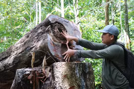 Liên tiếp nhiều cây gỗ lớn vị chặt hạ tại rừng phòng hộ Phổ Phong. (Ảnh: Sỹ Thắng/TTXVN)