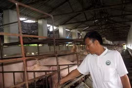 Ảnh chỉ mang tính minh họa. (Nguồn: TTXVN)