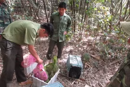 Các cá thể động vật hoang dã được thả về rừng. (Nguồn: TTXVN)