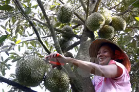Thu hoạch quả sầu riêng. (Ảnh Đình Huệ/TTXVN)