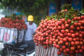 Ảnh minh họa. (Nguồn: Vietnam+)