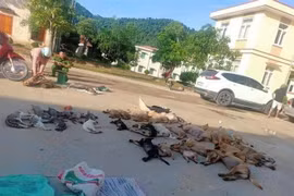 Tang vật vụ việc. (Ảnh: Trịnh Duy Hưng/TTXVN)
