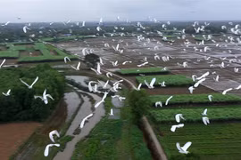 Đàn cò trắng bay lượn trên cánh đồng ở xã Quảng Phú, huyện Quảng Điền. (Ảnh: Hồ Cầu/TTXVN)