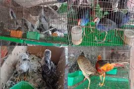 Các loài chim hoang dã được bày bán công khai tại chợ Thạnh Hóa, tỉnh Long An. (Ảnh: HV/Vietnam+)