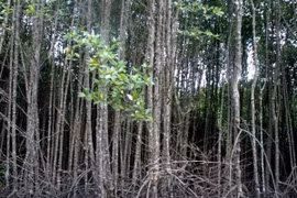 UNEP kêu gọi thiết lập quỹ toàn cầu nhằm bảo vệ cây đước 