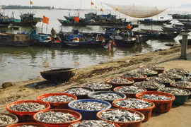 Khánh Hòa hạn chế các nghề khai thác hải sản ven bờ 