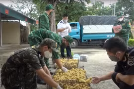 Lực lượng chức năng bắt giữ và xử lý buôn lậu gia cầm giống từ Trung Quốc vào Việt Nam. (Ảnh: Vietnam+)