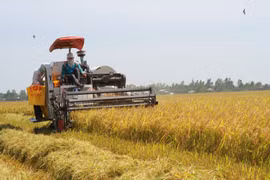Sản xuất lúa gạo hiện nay đảm bảo cả nhu cầu tiêu dùng trong nước, xuất khẩu và an ninh lương thực. (Ảnh: PV/Vietnam+)