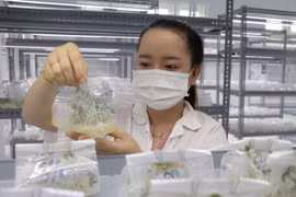Sản xuất, kinh doanh giống được quy định khá chặt chẽ. (Ảnh: Xuân Triệu/TTXVN)