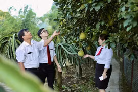 Nhiều hộ nông dân đã thoát nghèo nhờ nguồn vốn của Agribank. (Ảnh: Vietnam+) 
