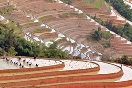 [Photo] Ruộng bậc thang Hoàng Su Phi vào mùa đổ nước