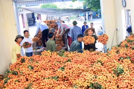 Thu mua vải thiều tại Thanh Hà, Hải Dương. (Ảnh: Vũ Sinh/TTXVN)