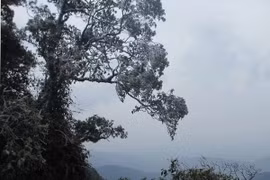 (Ảnh minh họa: Nguyễn Thảo/TTXVN)