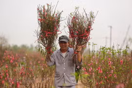 (Ảnh minh họa: Minh Sơn/Vietnam+)