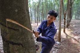 Công nhân khai thác mủ cao su tại Công ty Cao su Cư Mgar (Đắk Lắk). (Ảnh: Dương Giang/TTXVN)