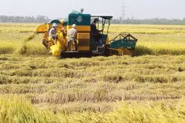 Chính sách mở rộng hạn điền: Cần tính thực tiễn nhiều hơn 