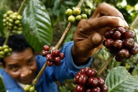 Nông dân Indonesia thu hoạch càphê. 