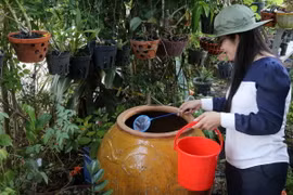 Kiểm tra lu chứa nước mưa để thả cá diệt trừ lăng quăng tại hộ dân. (Ảnh minh họa: Lê Huy Hải/TTXVN)