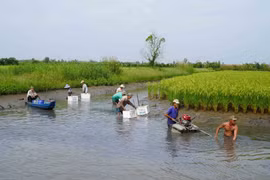 Mô hình lúa-tôm ở huyện An Minh là mô hình thích ứng với biến đổi khí hậu của tỉnh Kiên Giang, (Ảnh: Văn Sĩ/TTXVN)