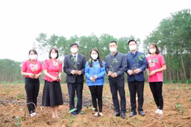 Trồng mới 5,6 triệu cây quế và 4.100 cây bóng mát trên địa bàn huyện Cam Lộ, tỉnh Quảng Trị. (Ảnh: Bộ TN-MT)