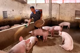 Người chăn nuôi lợn tỉnh Bắc Ninh tái đàn sau bệnh dịch tả lợn châu Phi. (Ảnh: TTXVN)