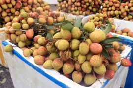Vải lai Phù Cừ. (Ảnh: Mai Ngoan/TTXVN)