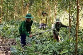 Tổ chức phát quang, dọn dẹp thực bì để phòng cháy rừng. (Ảnh: Trung Hiếu/TTXVN)