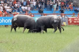 Những miếng đánh của các 'ông trâu.' (Ảnh: Hoàng Ngọc/TTXVN)