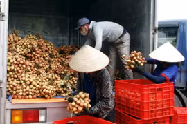 Doanh nghiệp vào tận vườn thu mua vải. (Ảnh: Đồng Thúy/TTXVN)