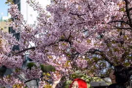 Người dân chiêm ngưỡng vẻ đẹp hoa anh đào tại Tokyo, Nhật Bản, ngày 11/3. (Ảnh: AFP/TTXVN)