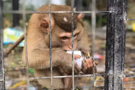 Cá thể khỉ bị nuôi nhốt làm cảnh tại Tam Đảo, tỉnh Vĩnh Phúc. (Ảnh: Hùng Võ/Vietnam+)